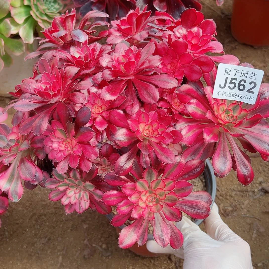 562香奈儿尺寸25左右