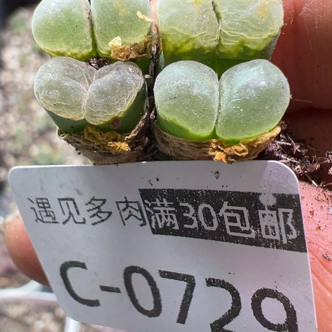 多肉植物1111111111