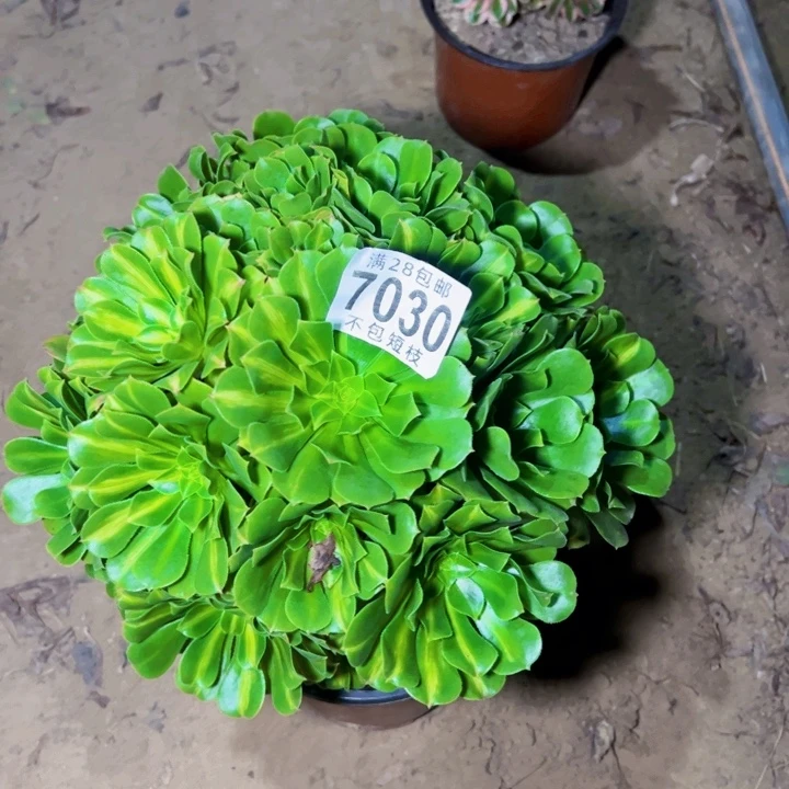 琉璃多肉植物法师7030