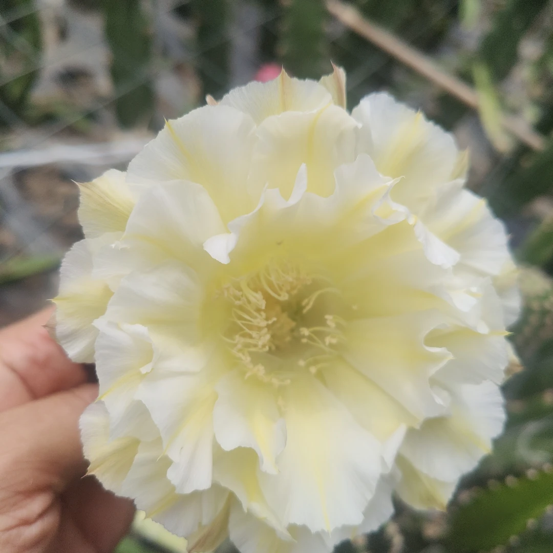 仙人球彩草黄卷卷无根侧芽4公分以上