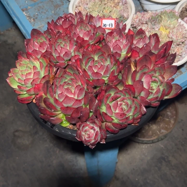 天****精品多肉植物老桩不知名