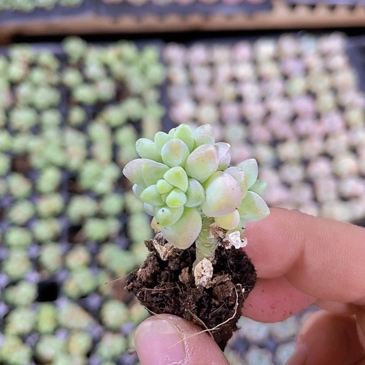 玉坠精品多肉量拍