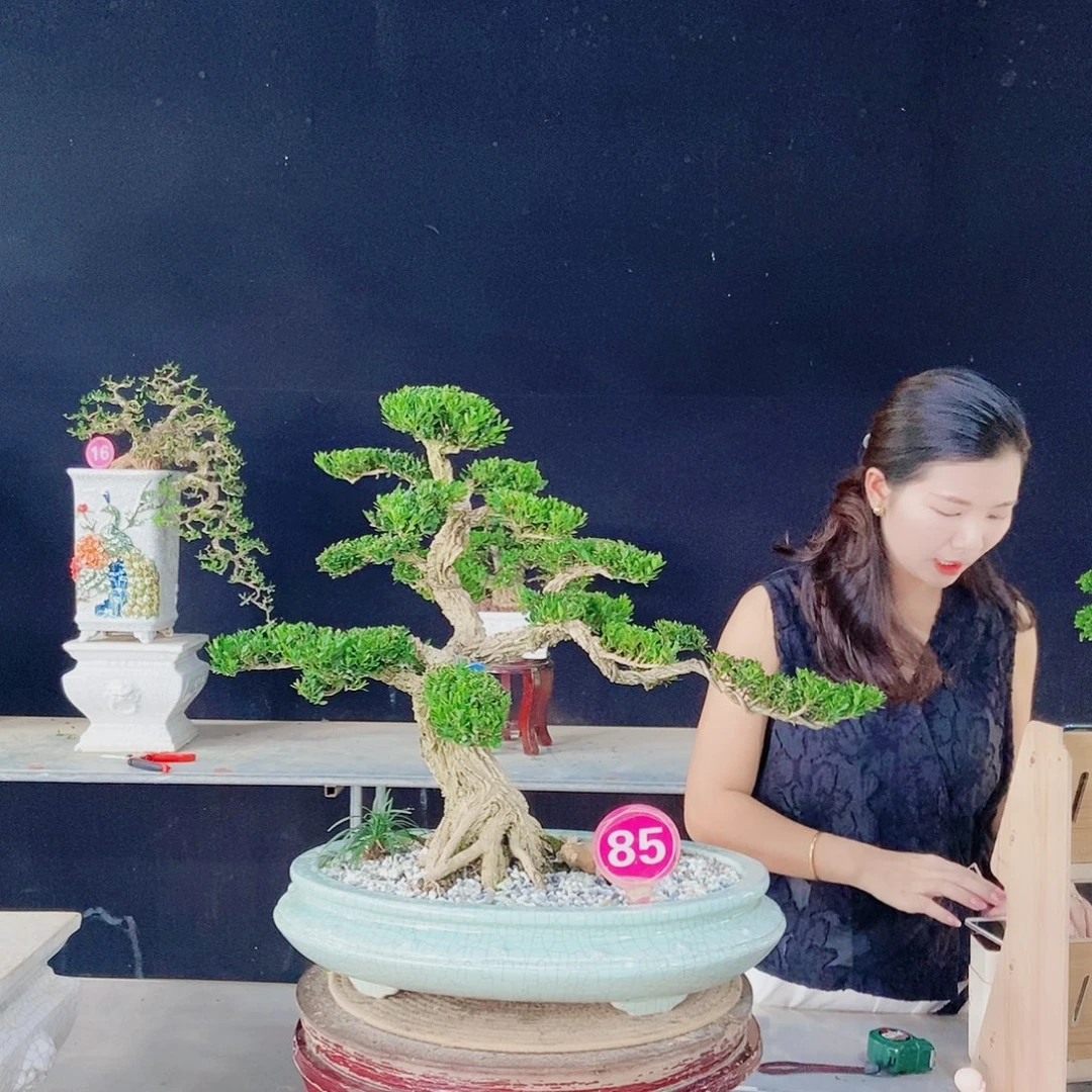 黑***侠当前无花朵，栽培后可花朵