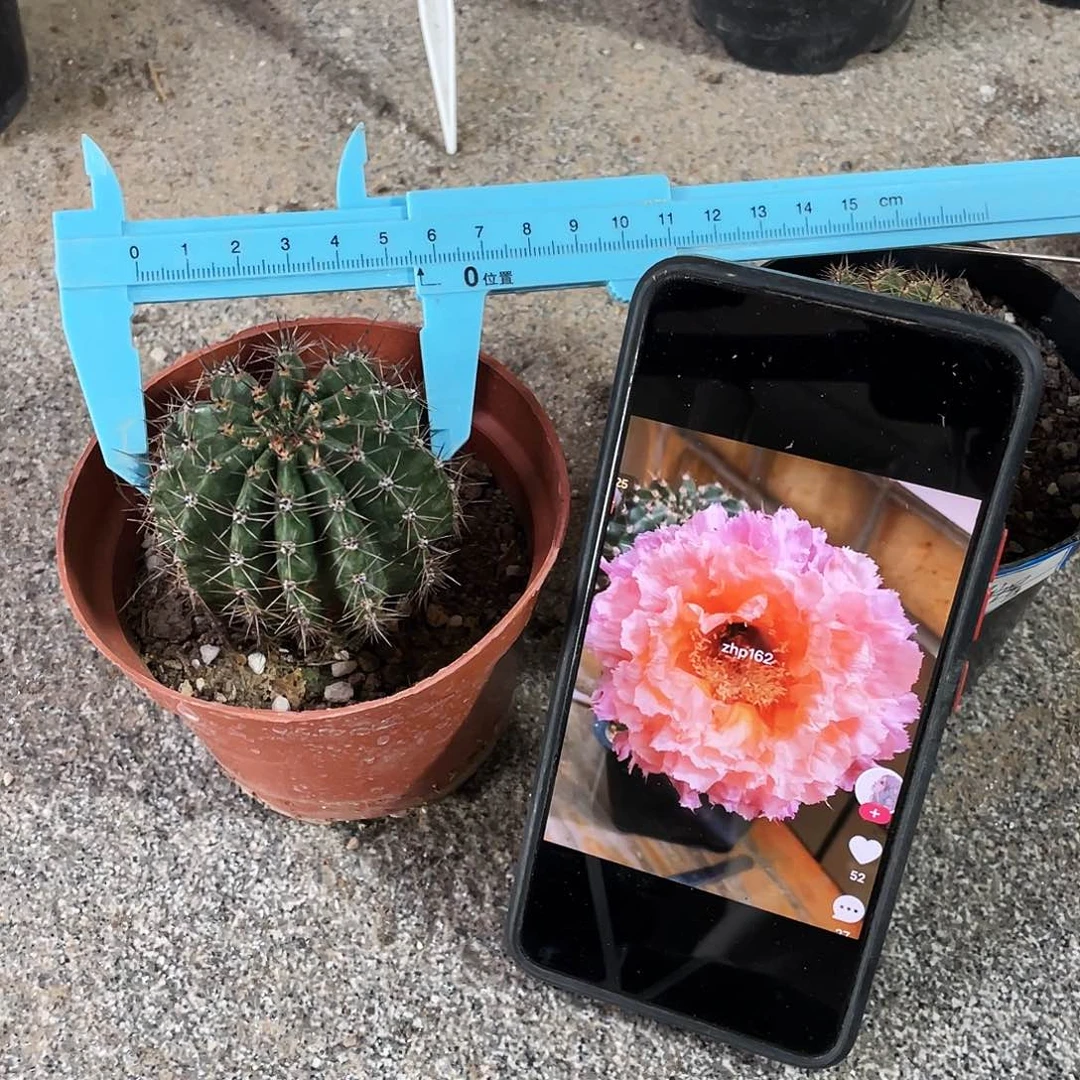 062自根球带疤5公分以上