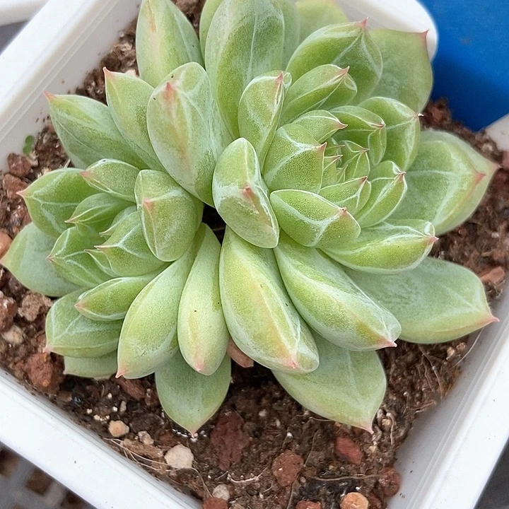 多肉植物雪花441多肉植物