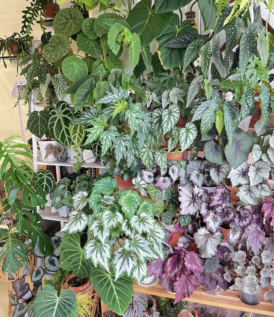 室内网红观叶绿植好看好养客厅竹节款自选两颗