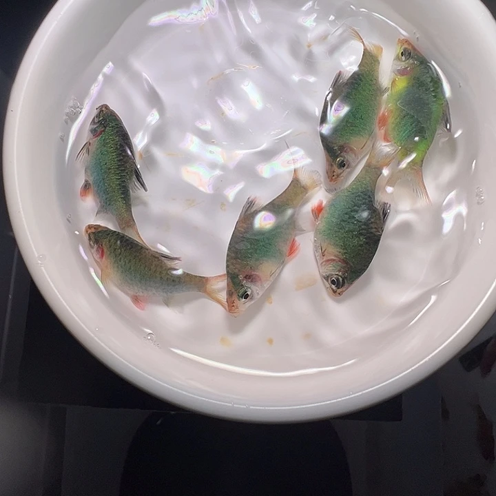 行***蒙虎皮鱼绿宝石5条装