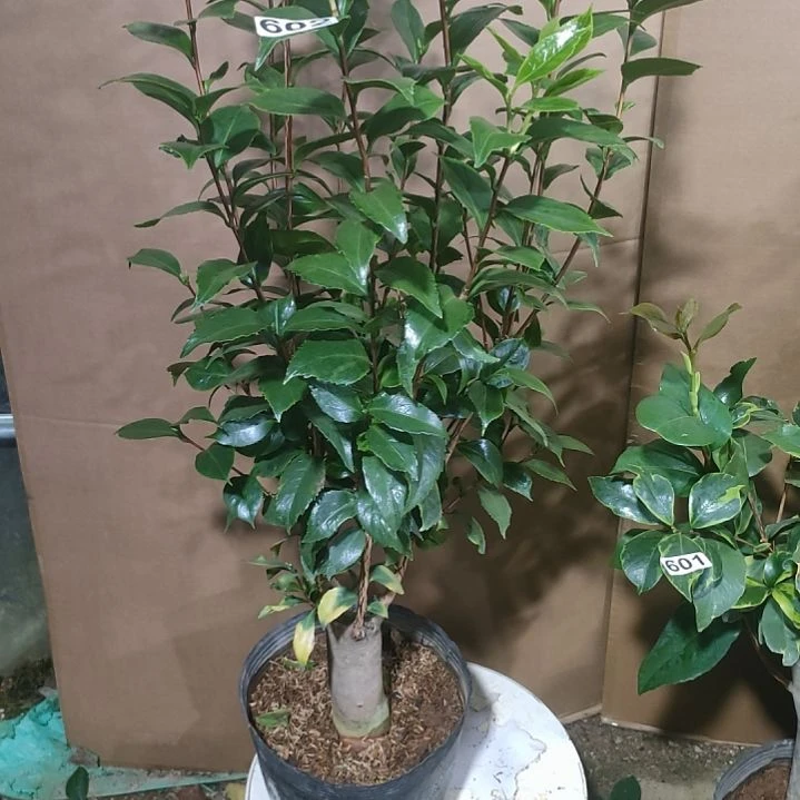 602彩叶十八，原盆原土发货，不包邮