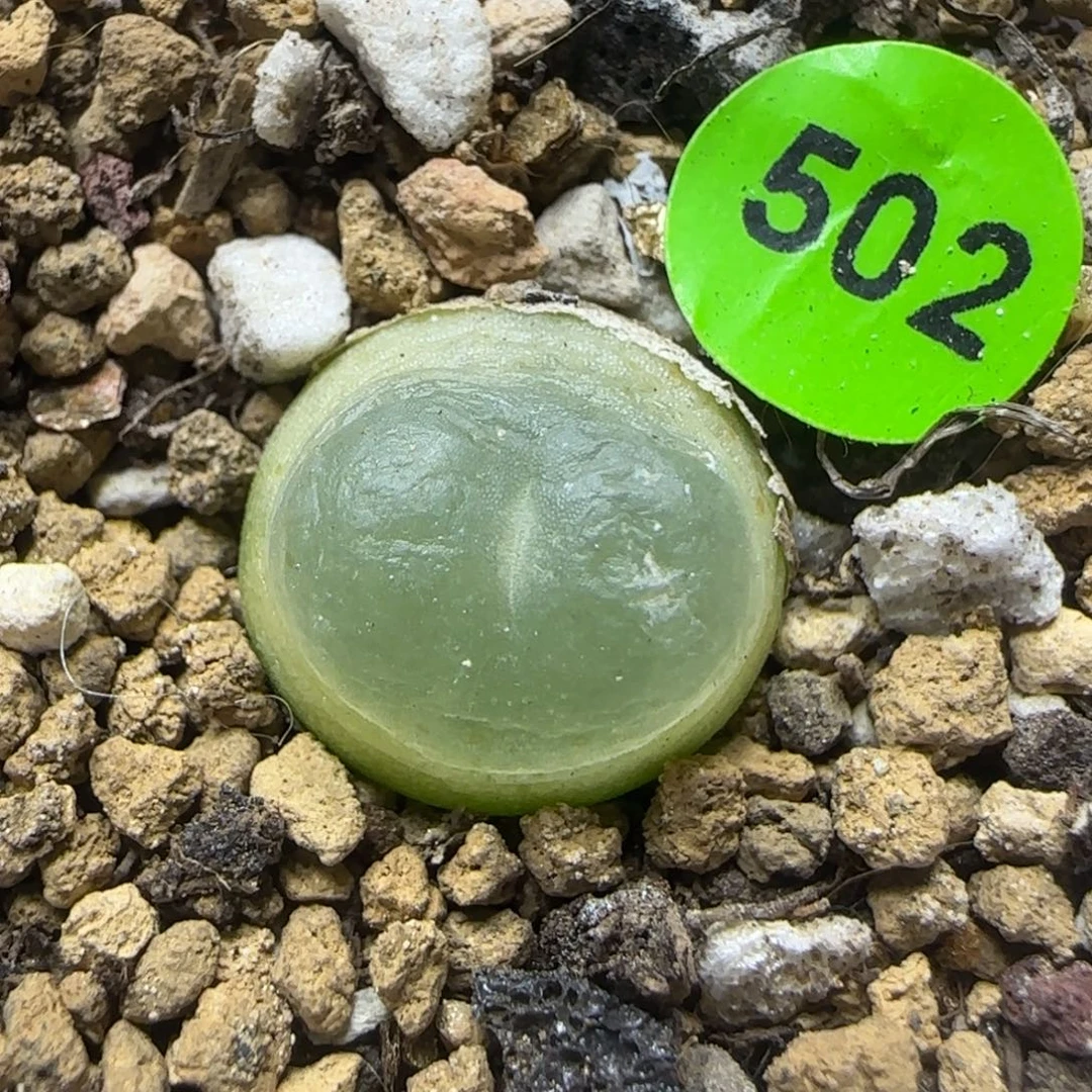 拉登1.4多肉植物502