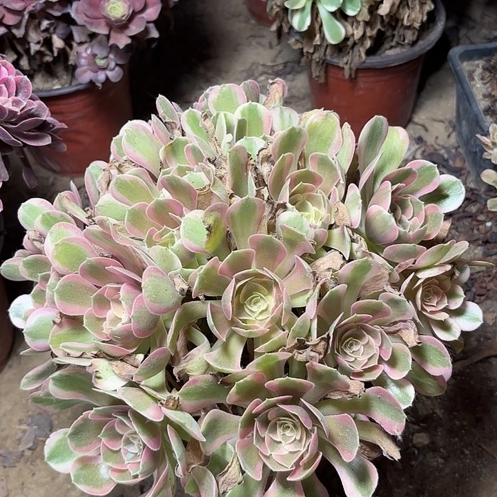 多肉植物法师粉女郎3