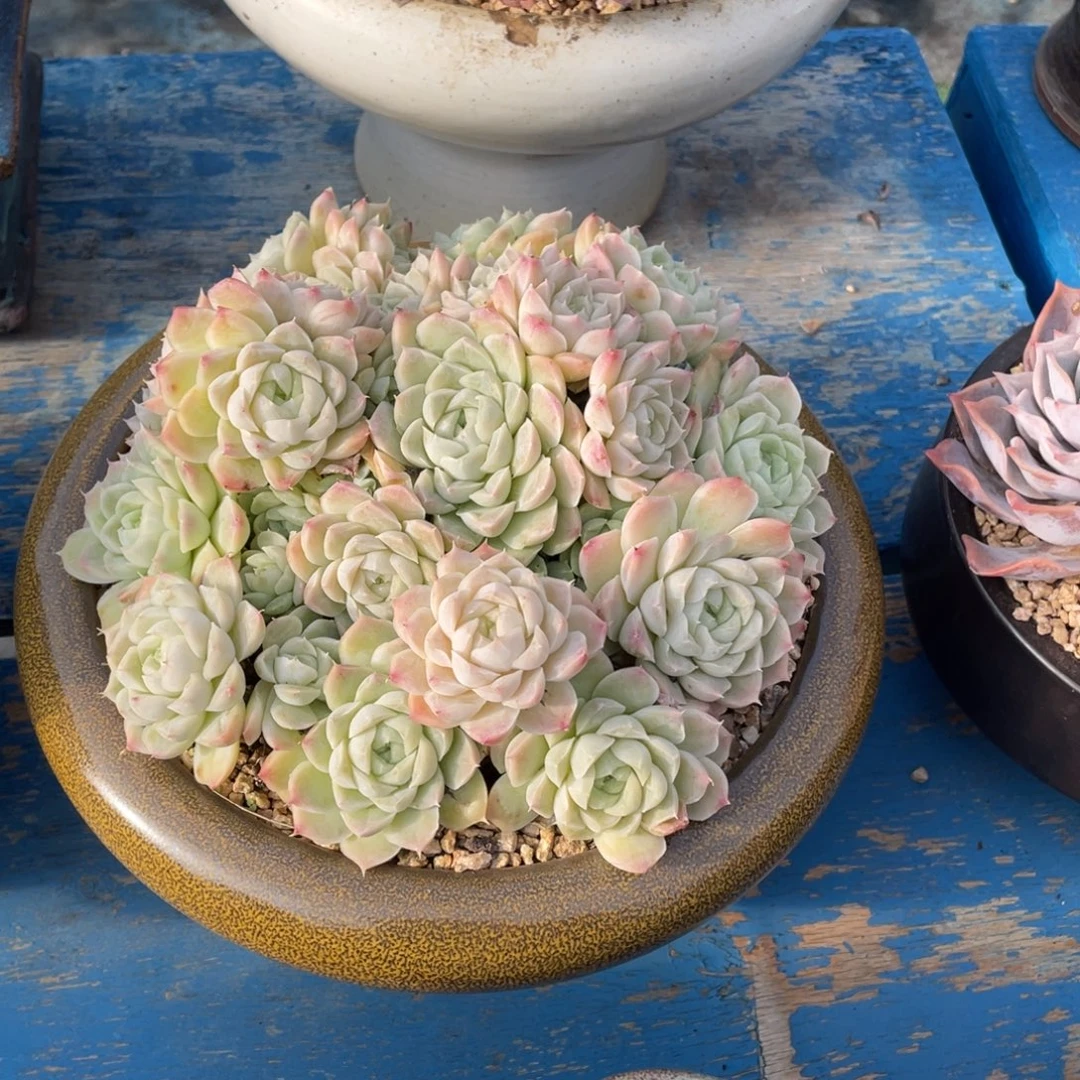 豆总多肉白月影带盆