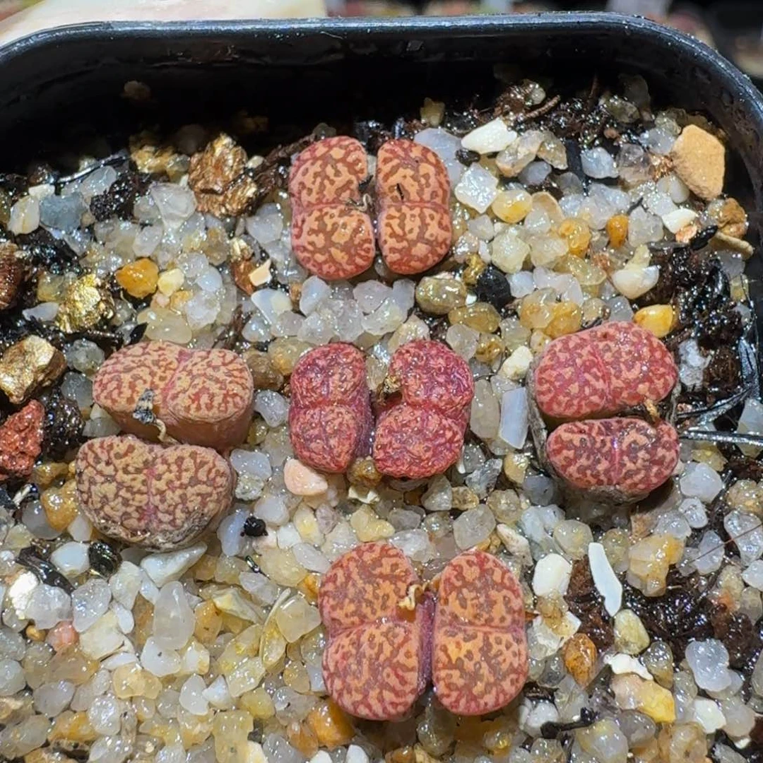 Sssss精品生石花127