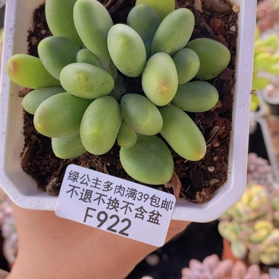 芒果kkn922多肉植物