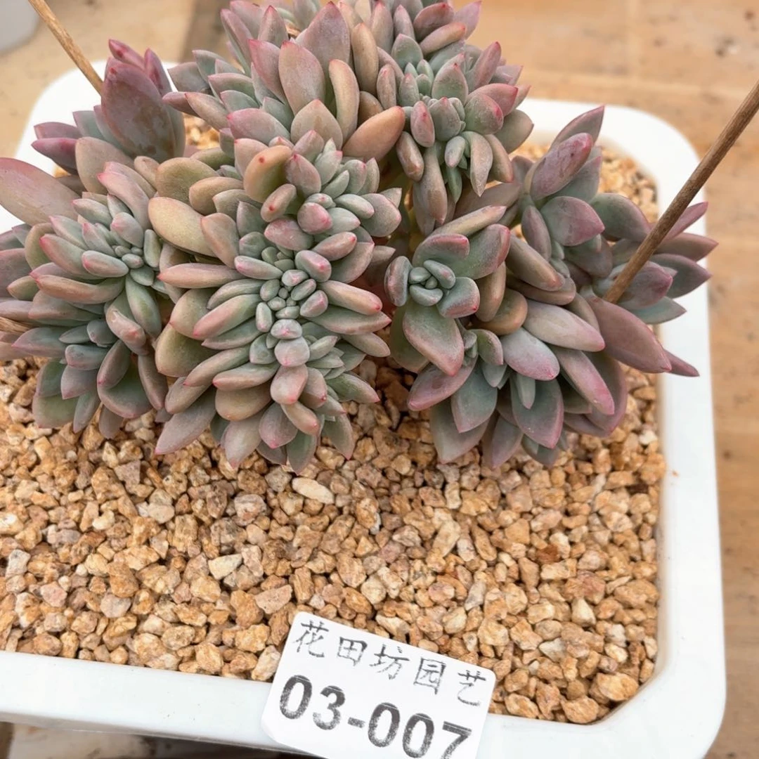 卖****娘03.007奥普缀化一个