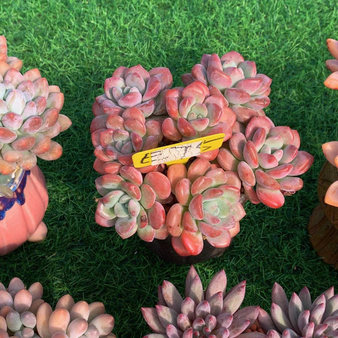 k***。多肉植物72737388338