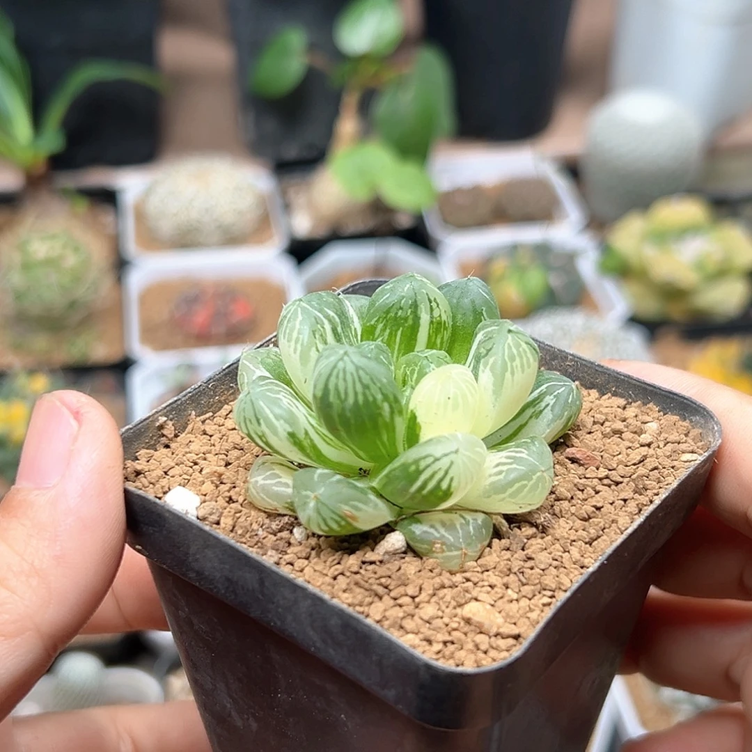 无花朵糊斑锦玉露一颗