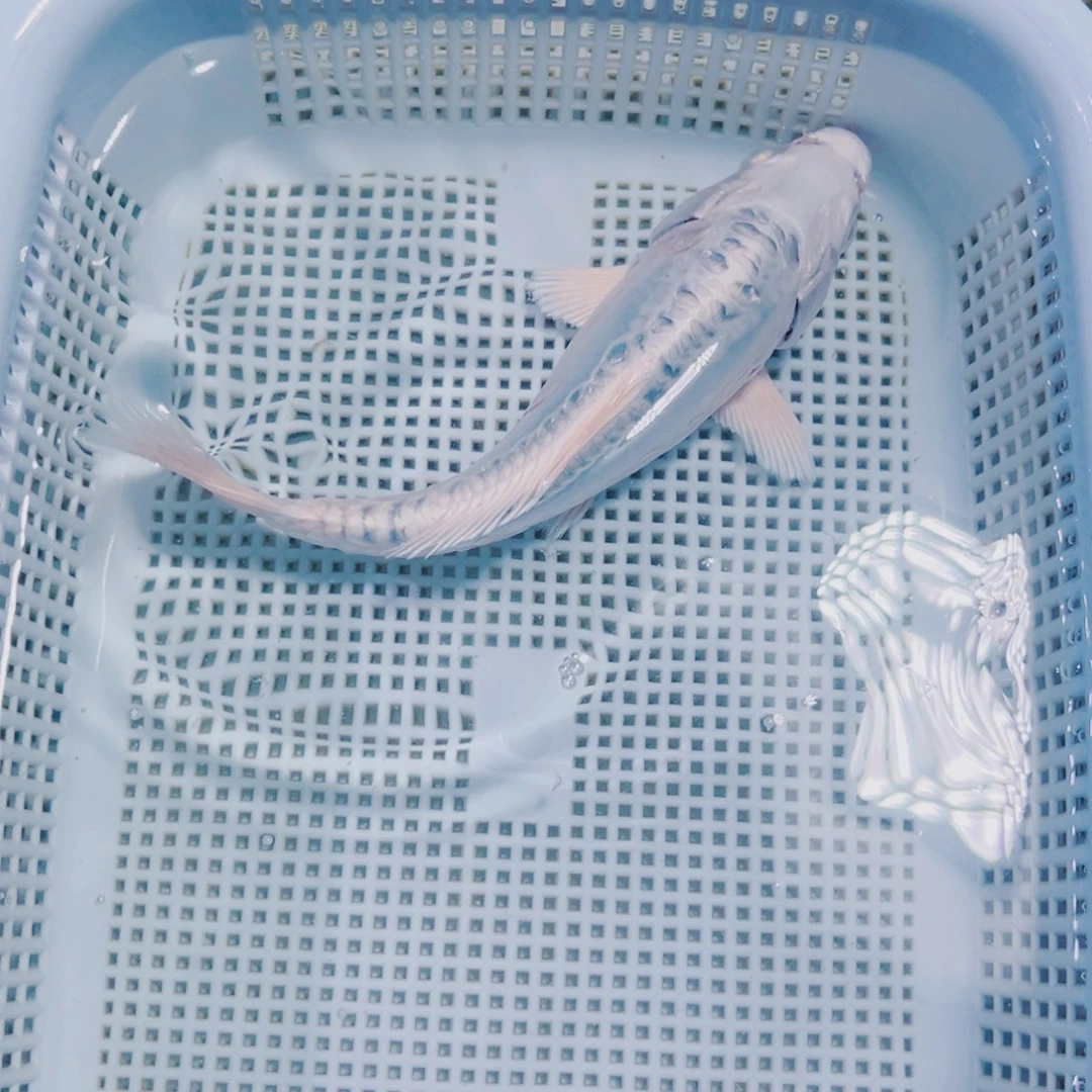 海水鱼锦鲤冷水105