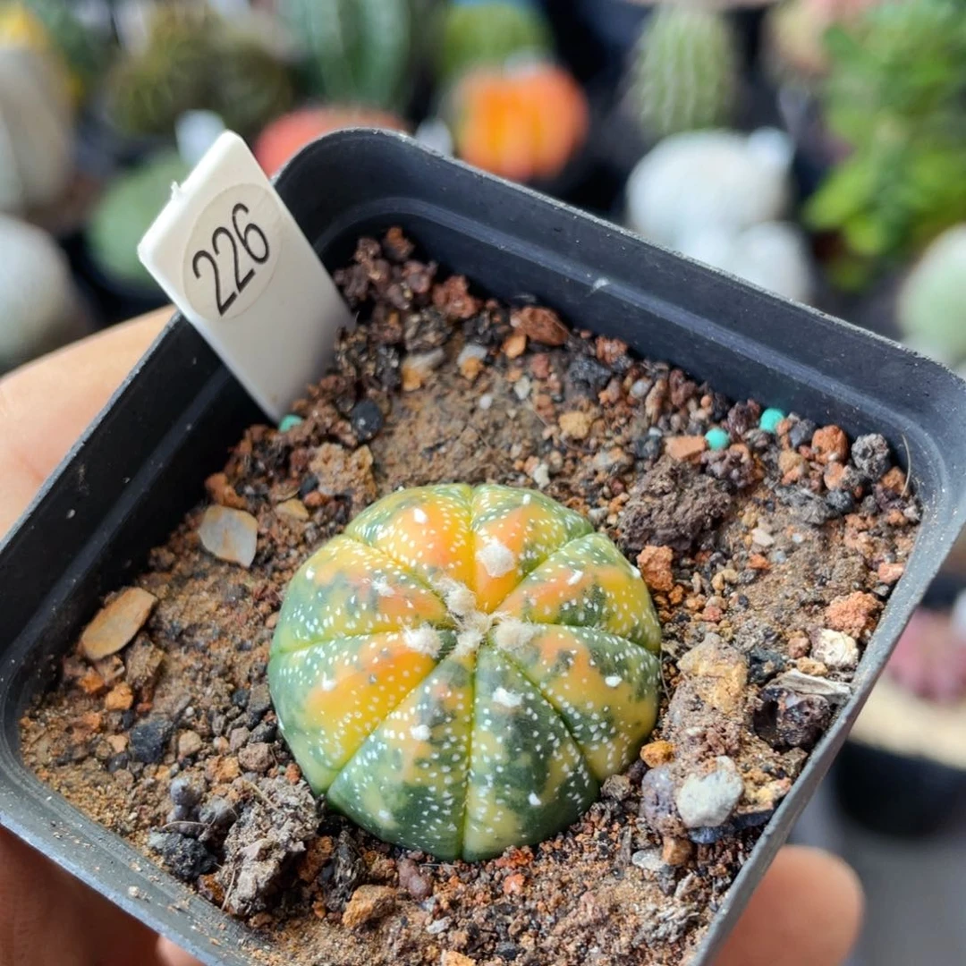 仙人球满28包邮人口径5公分超兜锦