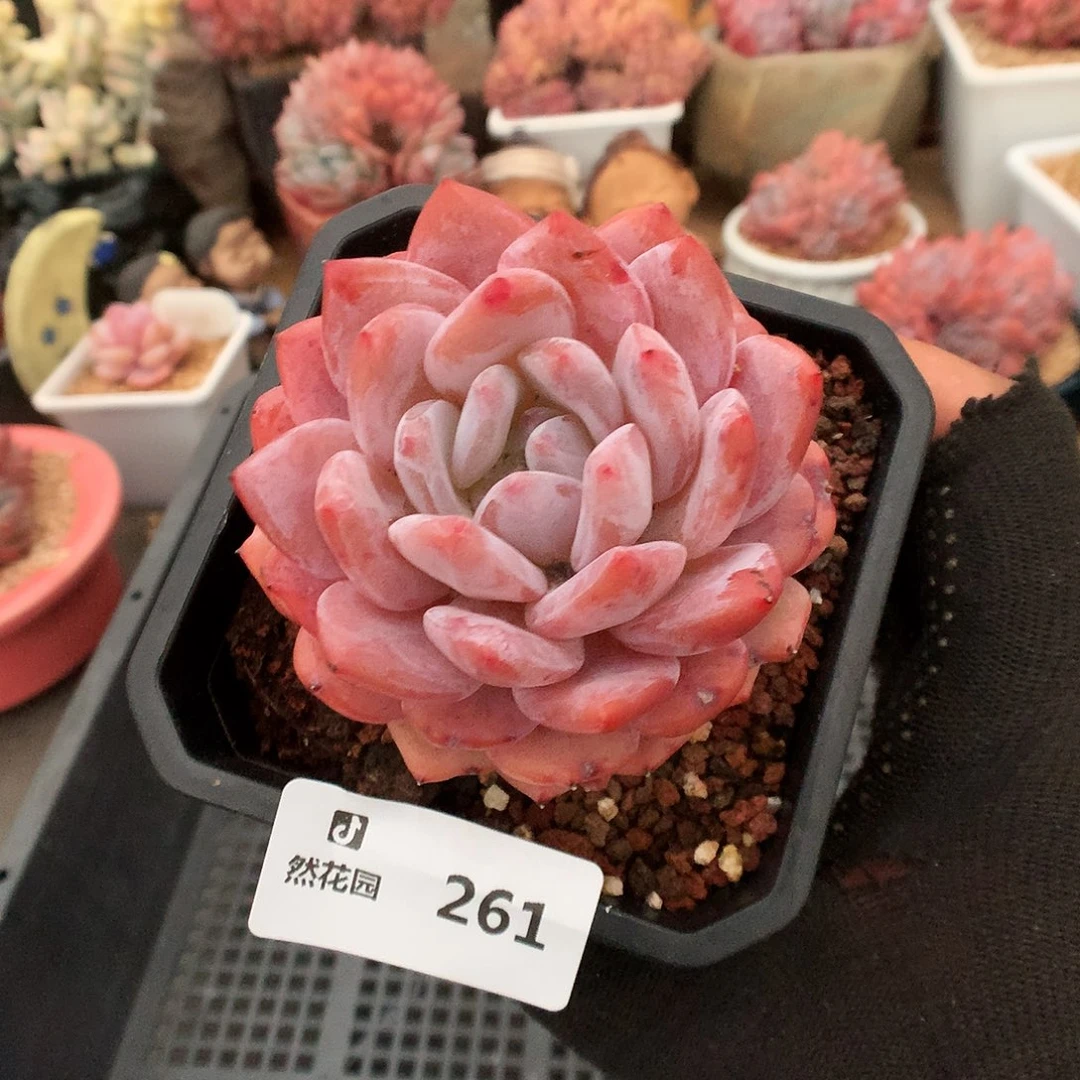261雪天天使多肉植物3633