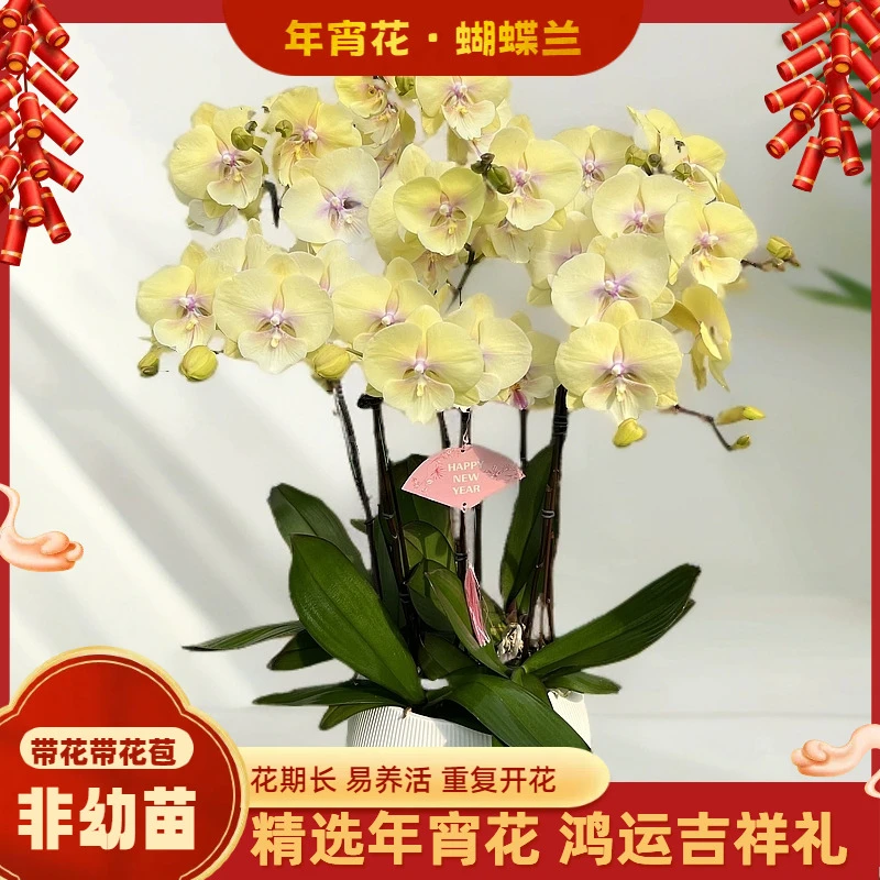 【大吉大利】-梦茜儿的花坊-精致高级黄色好养活花期长带花带花苞