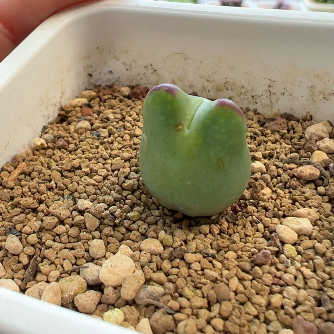 糖****豆豆豆专拍 肉锥植物