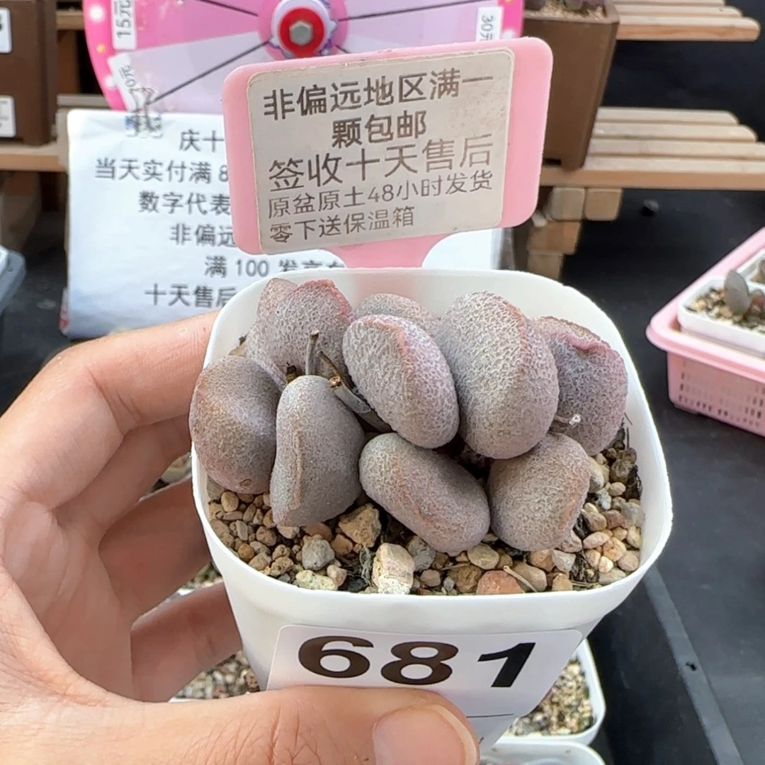 681甜心多肉植物