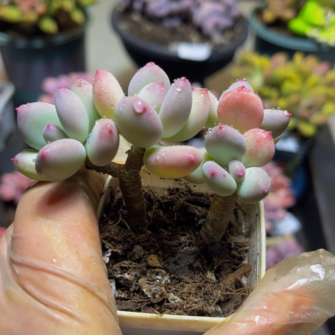 205四代苹果奶8厘米多肉