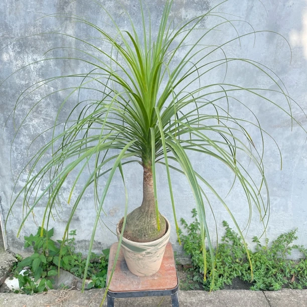 酒瓶兰非龙血树懒人植物好养易活办公室绿植猫草室内