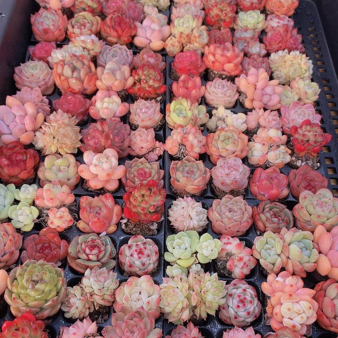 量拍71号 精品小可爱组合多肉20个