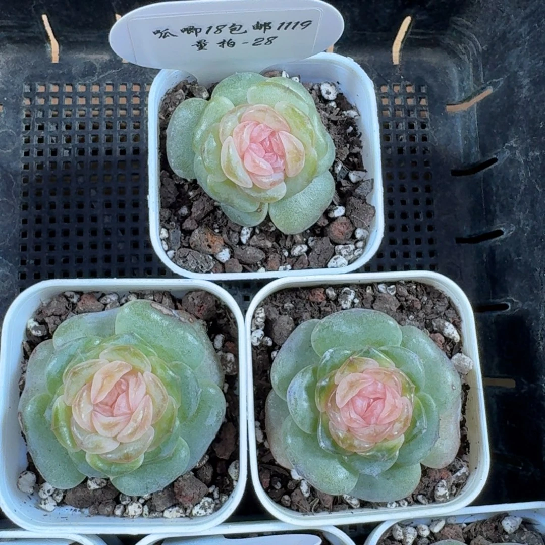 1119-028-粉椰嘟嘟一颗量拍