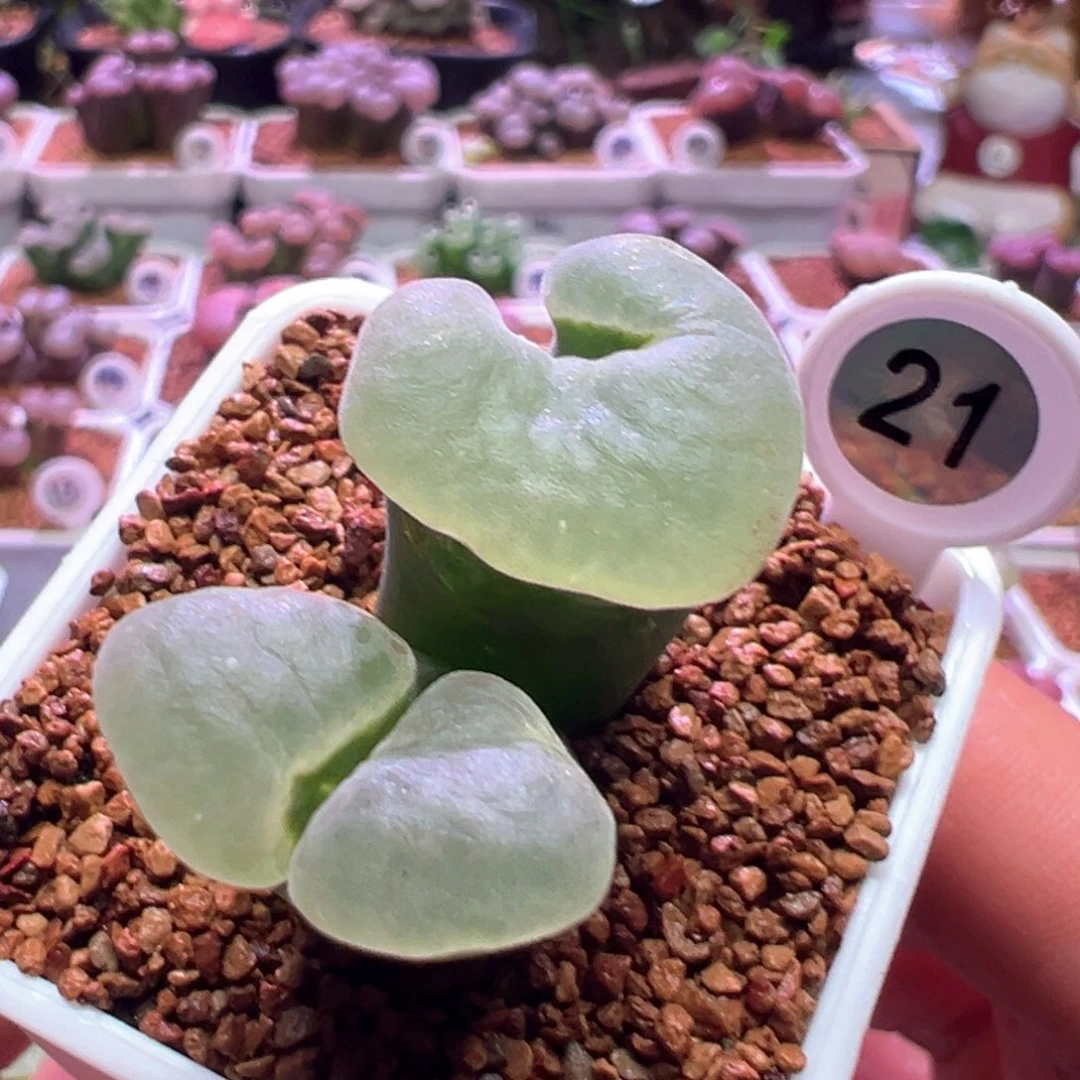 0908，黑体白，肉锥植物