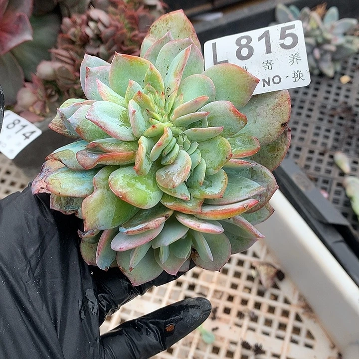 服***配血凤缀化 多肉植物 9.28号发