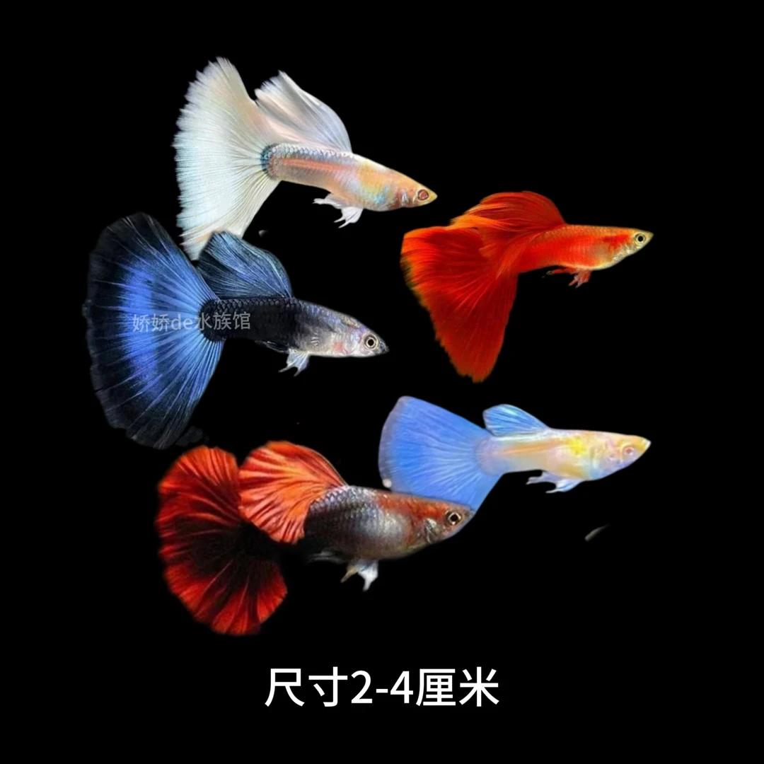 组合款 全家福多样公母搭对发货好养小型淡水观赏鱼可繁衍