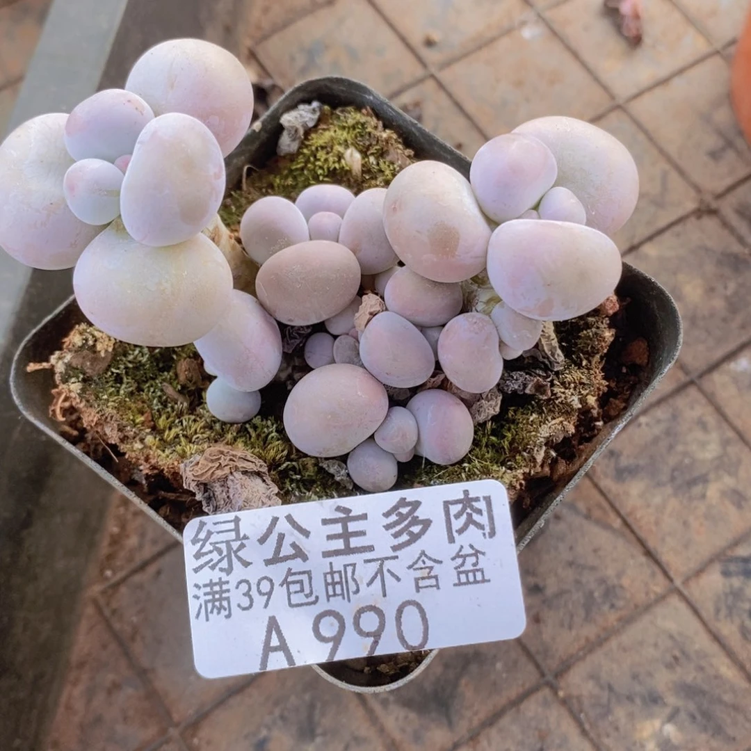 芭比奶洛7cm990多肉植物
