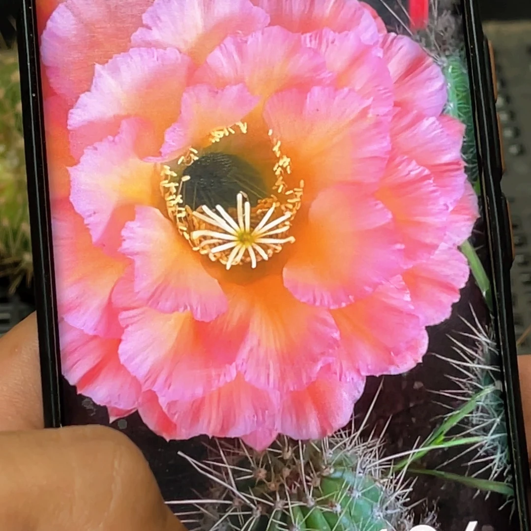 毛 3–106侧芽 歪 满20包邮高 9公分
