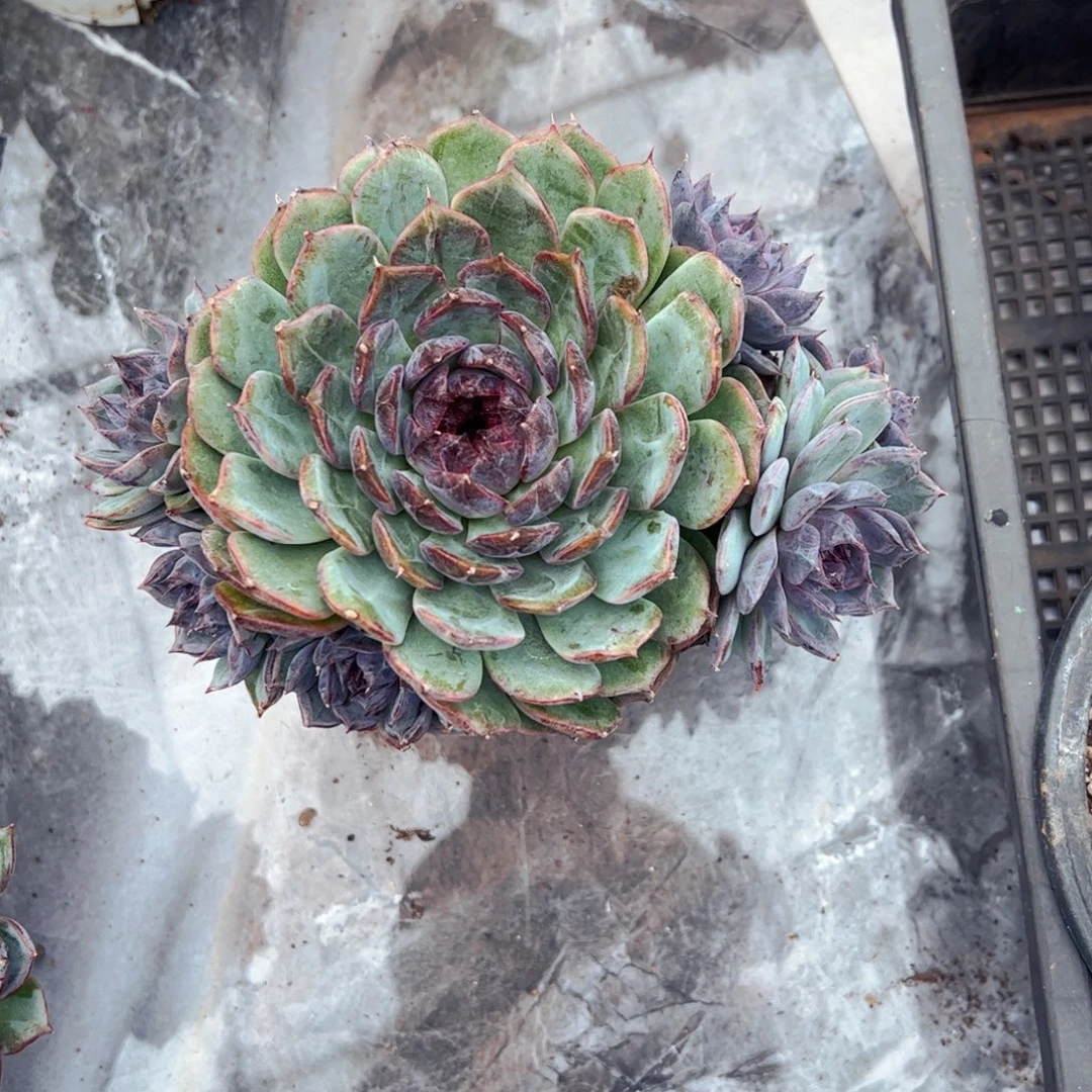 .***y多肉植物组合盆栽