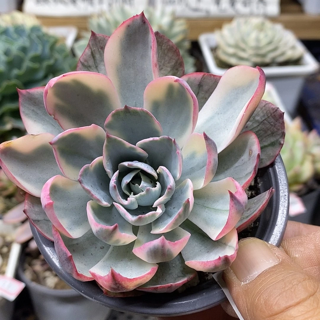 2573 阿美星覆轮锦