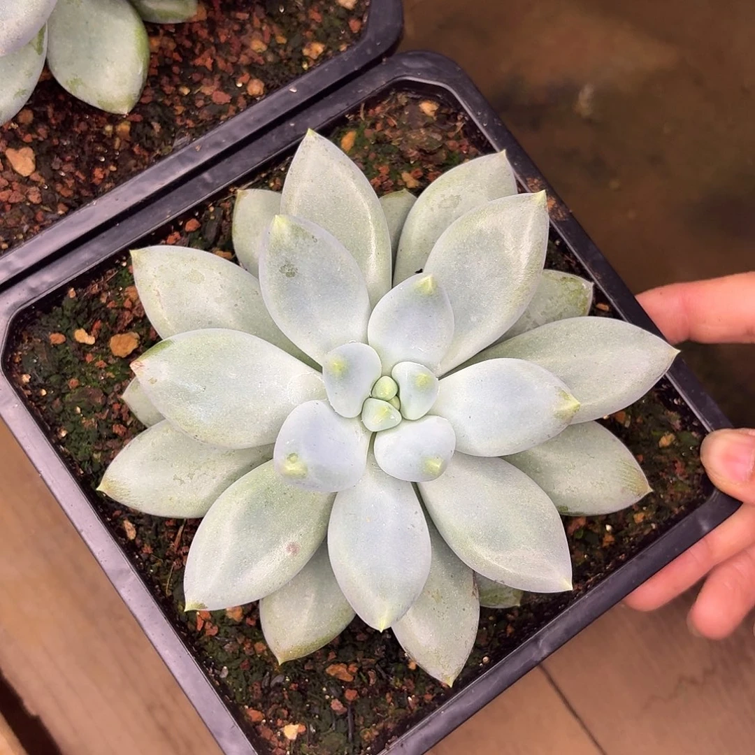 ！***哥特萝莉1234567891011111