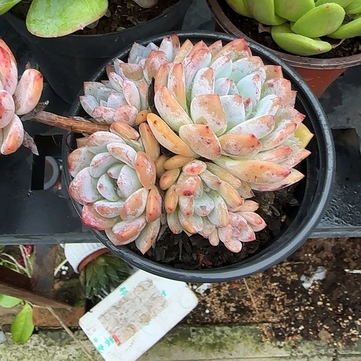 青蛙王子儿童牙膏11