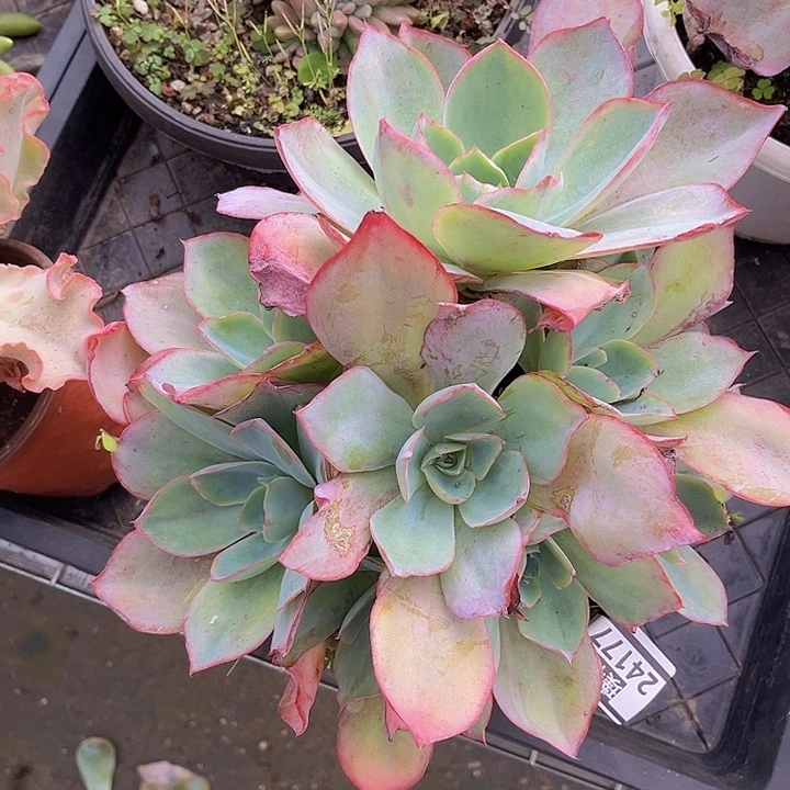 肯尼迪24177多肉植物