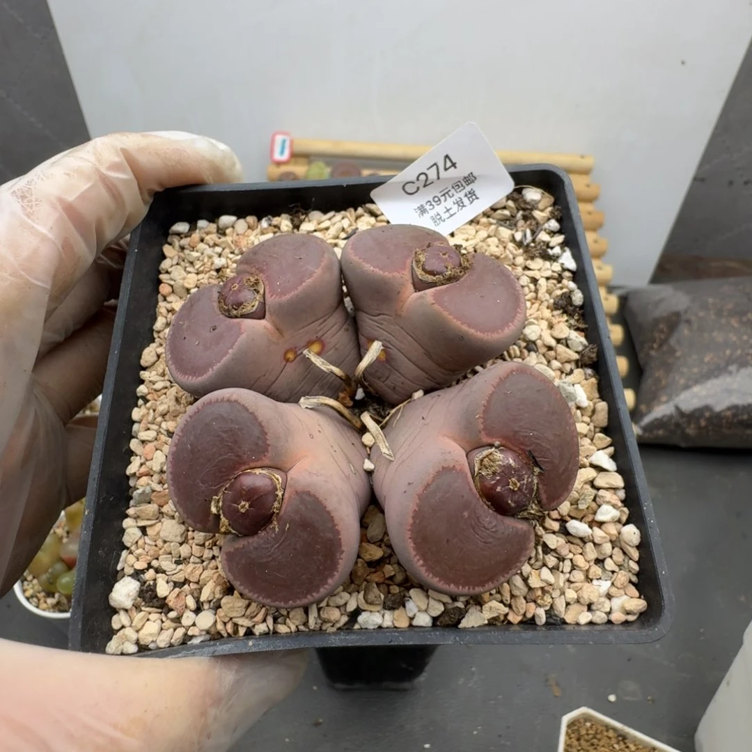 274ko群哈哈哈哈哈哈哈哈