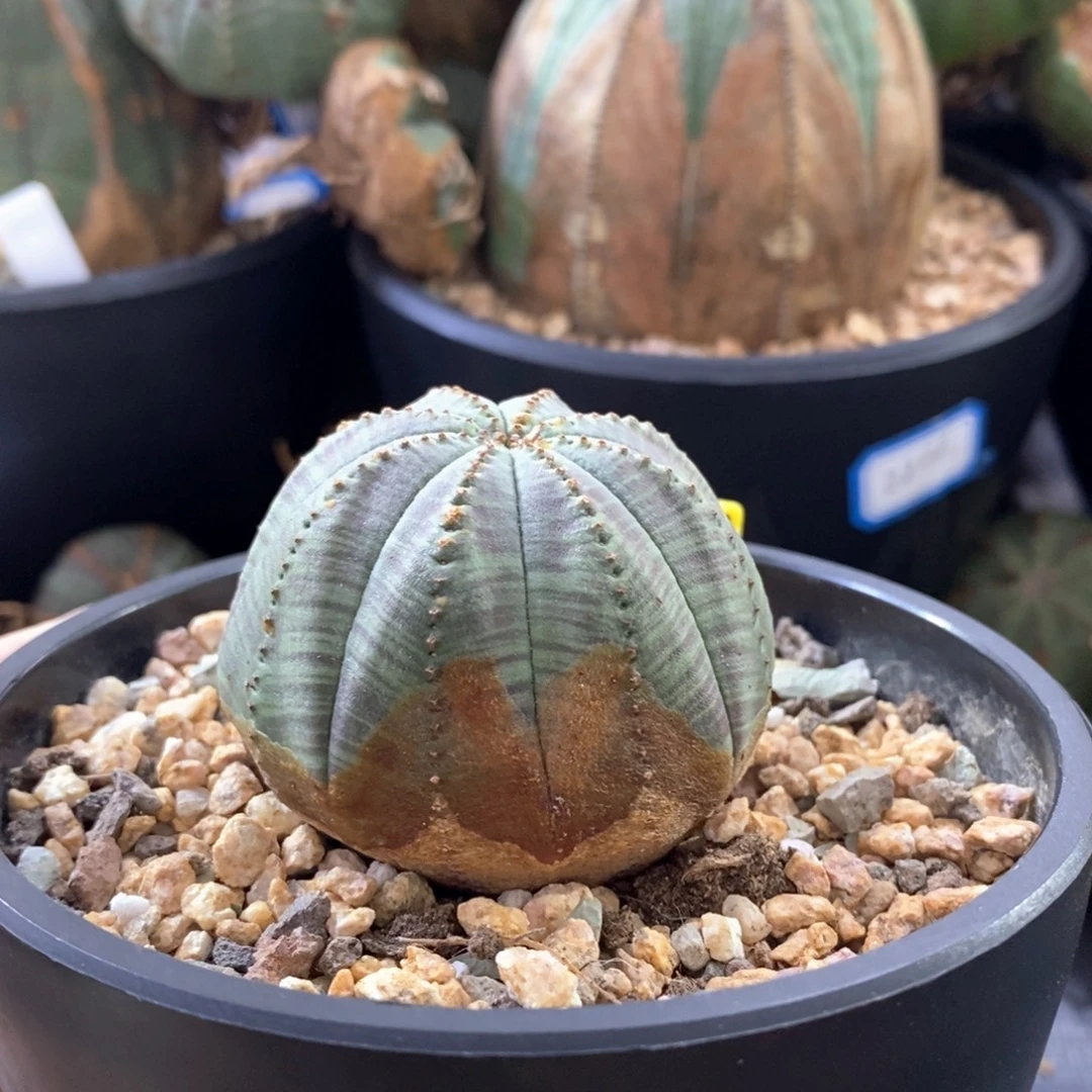 44布纹球精品一物一拍