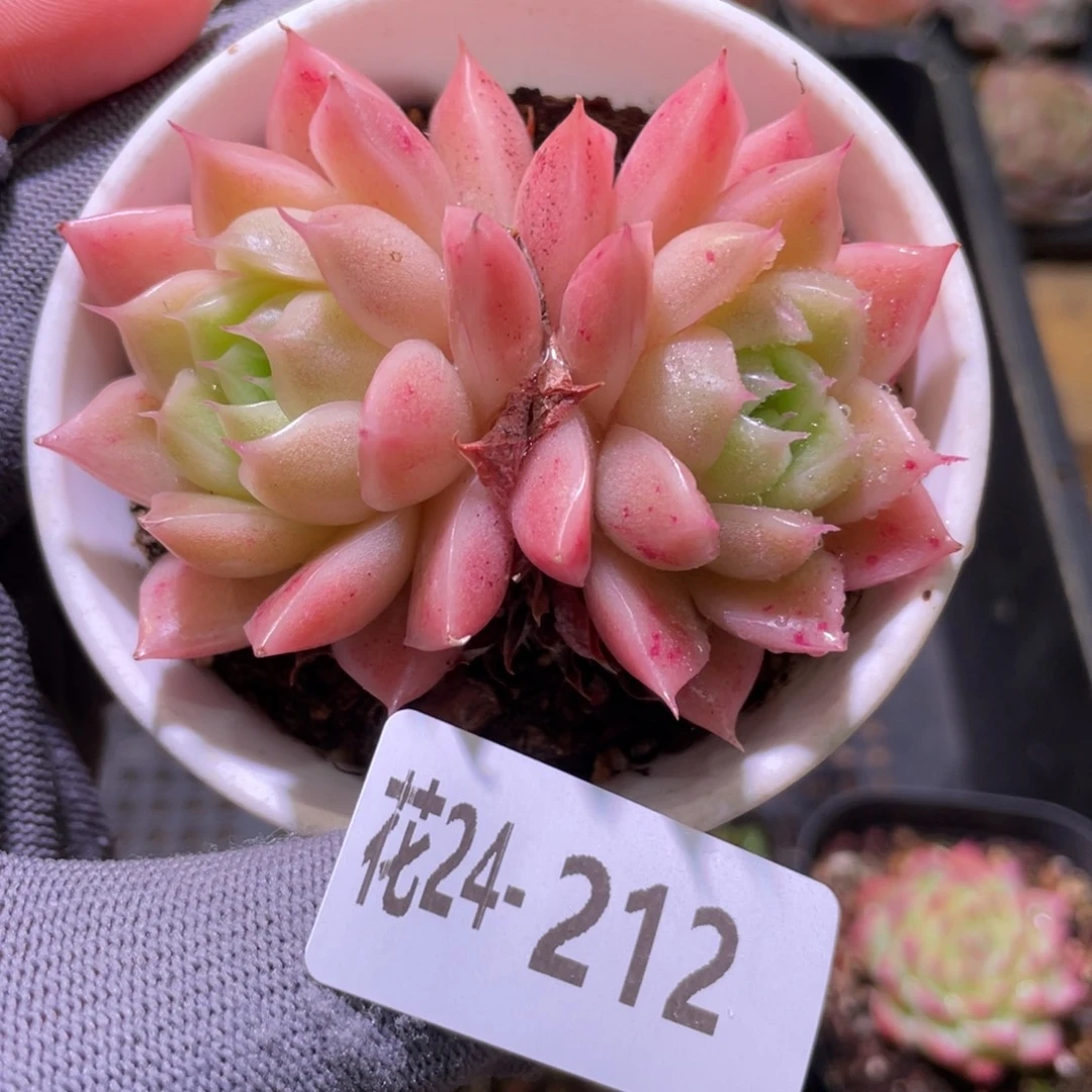 花利美24-212麦秆