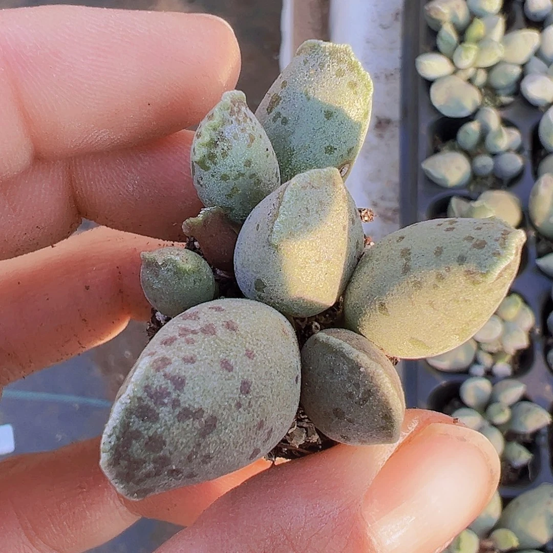 穴盘海豹5颗19包邮多肉