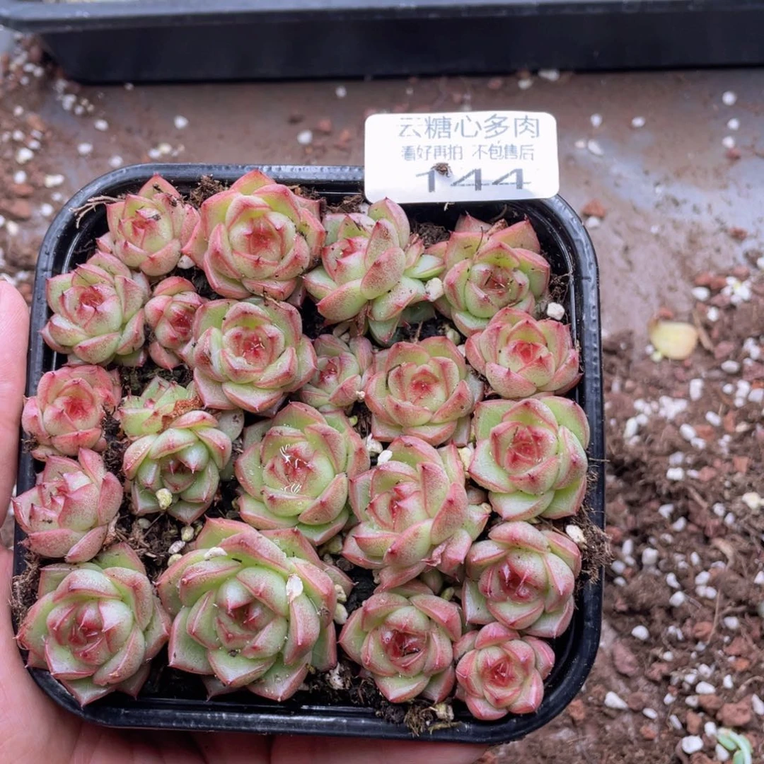 云糖心多肉植物144