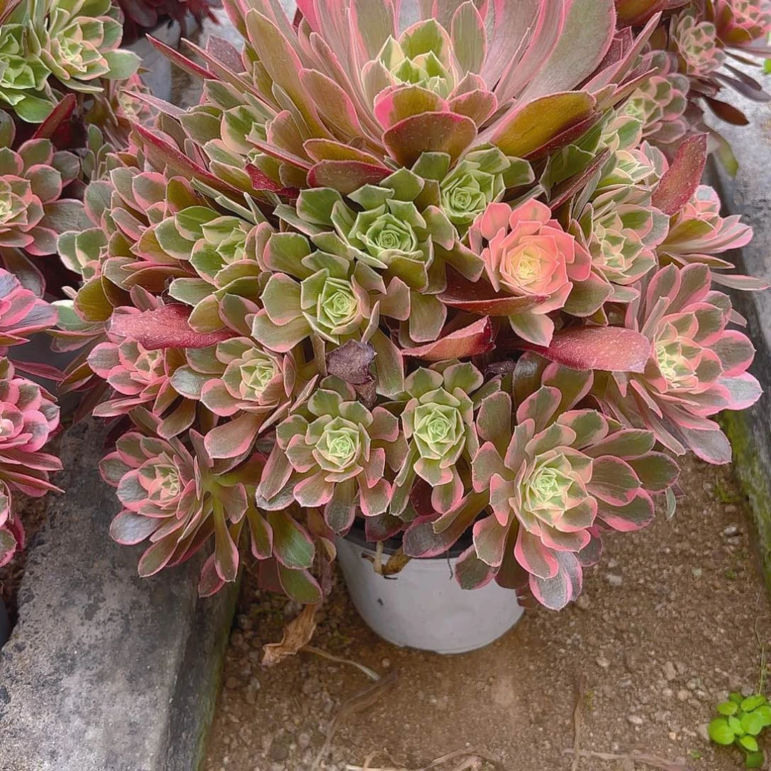 女妖多肉植物五号391