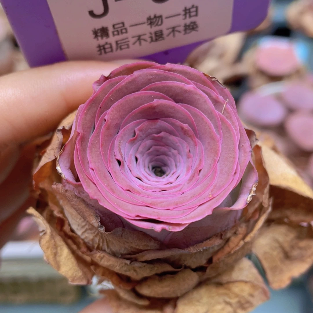 山地玫瑰J60满38包邮裸根发货