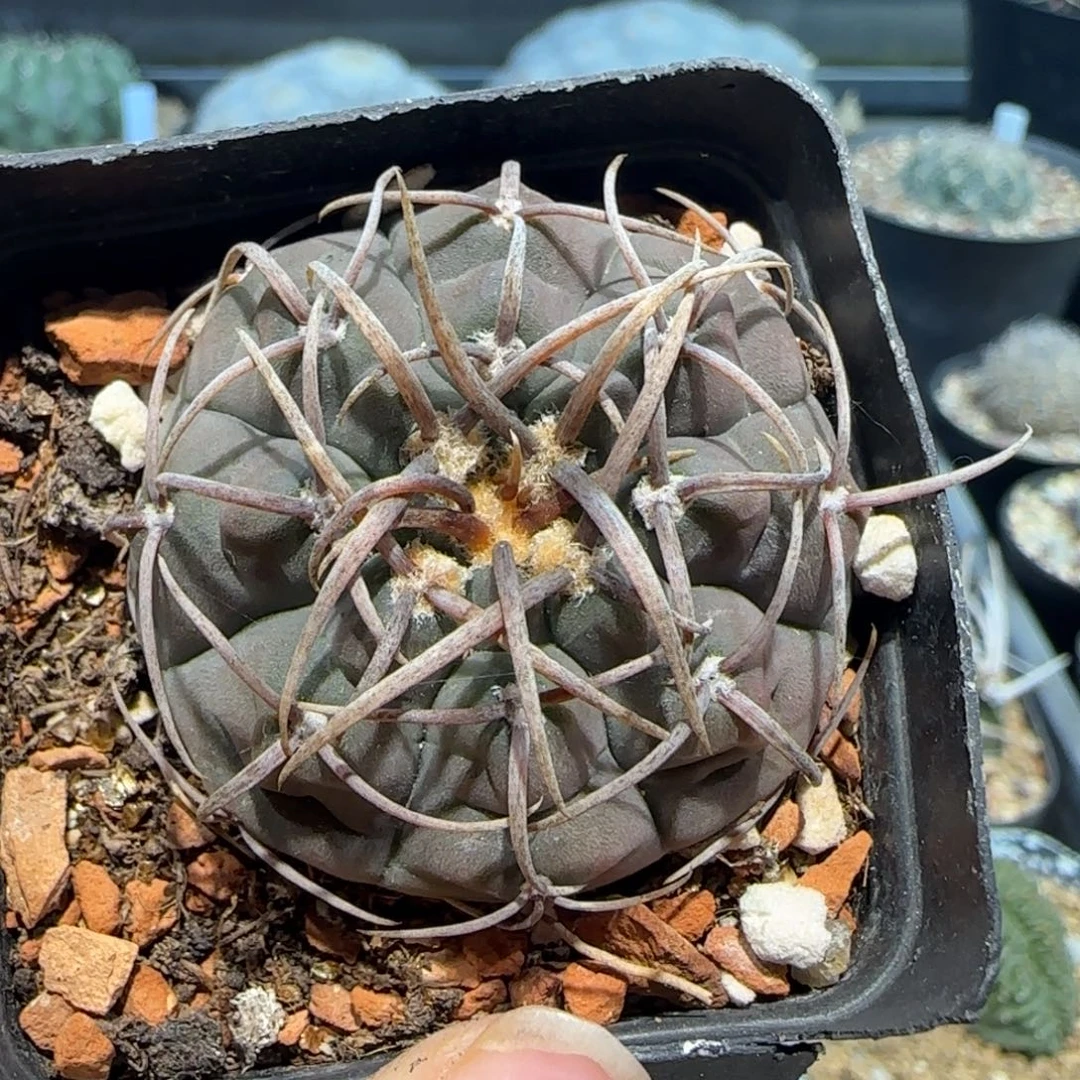 011实生长刺三枪玉多肉4.1