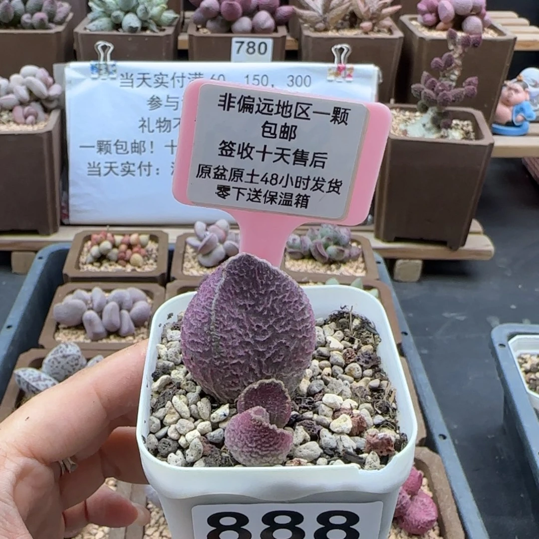 888哈莫猪肝多肉植物