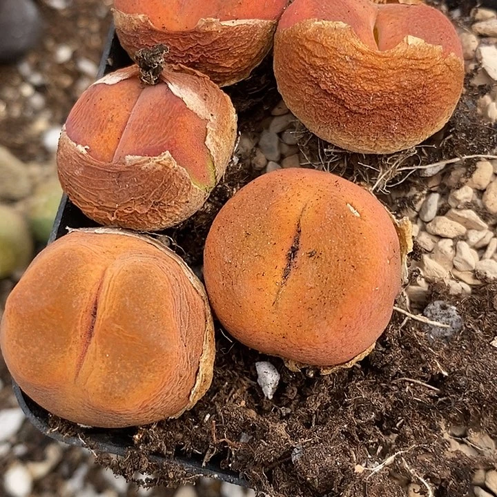 水蜜桃1颗买2送1